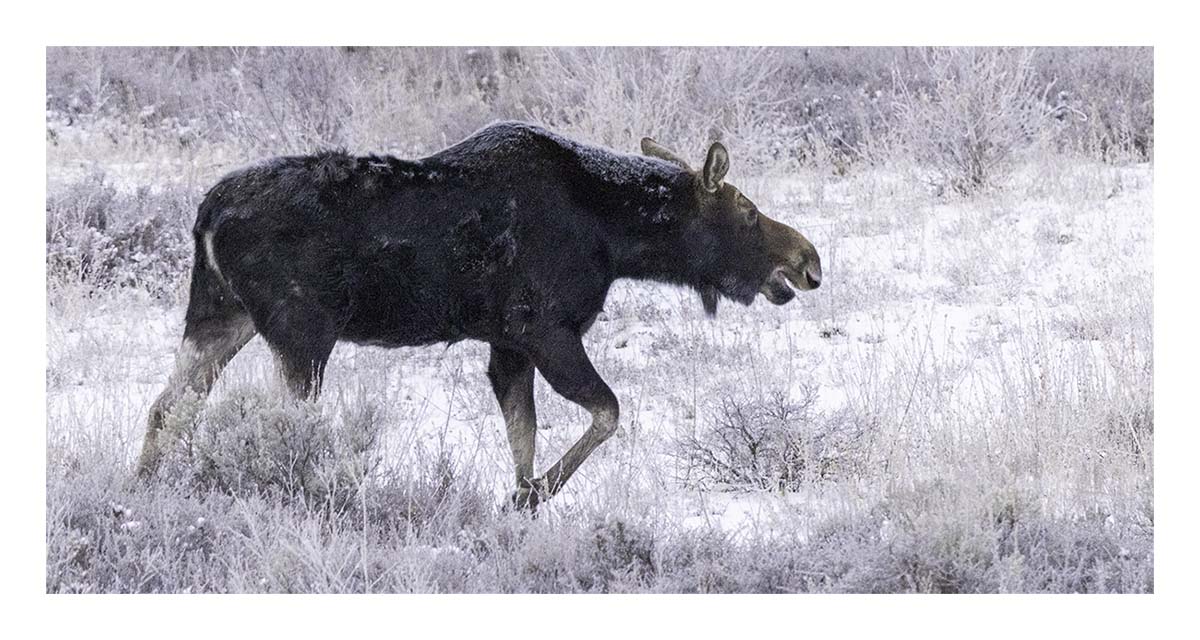 Brushbuck Wildlife Tour